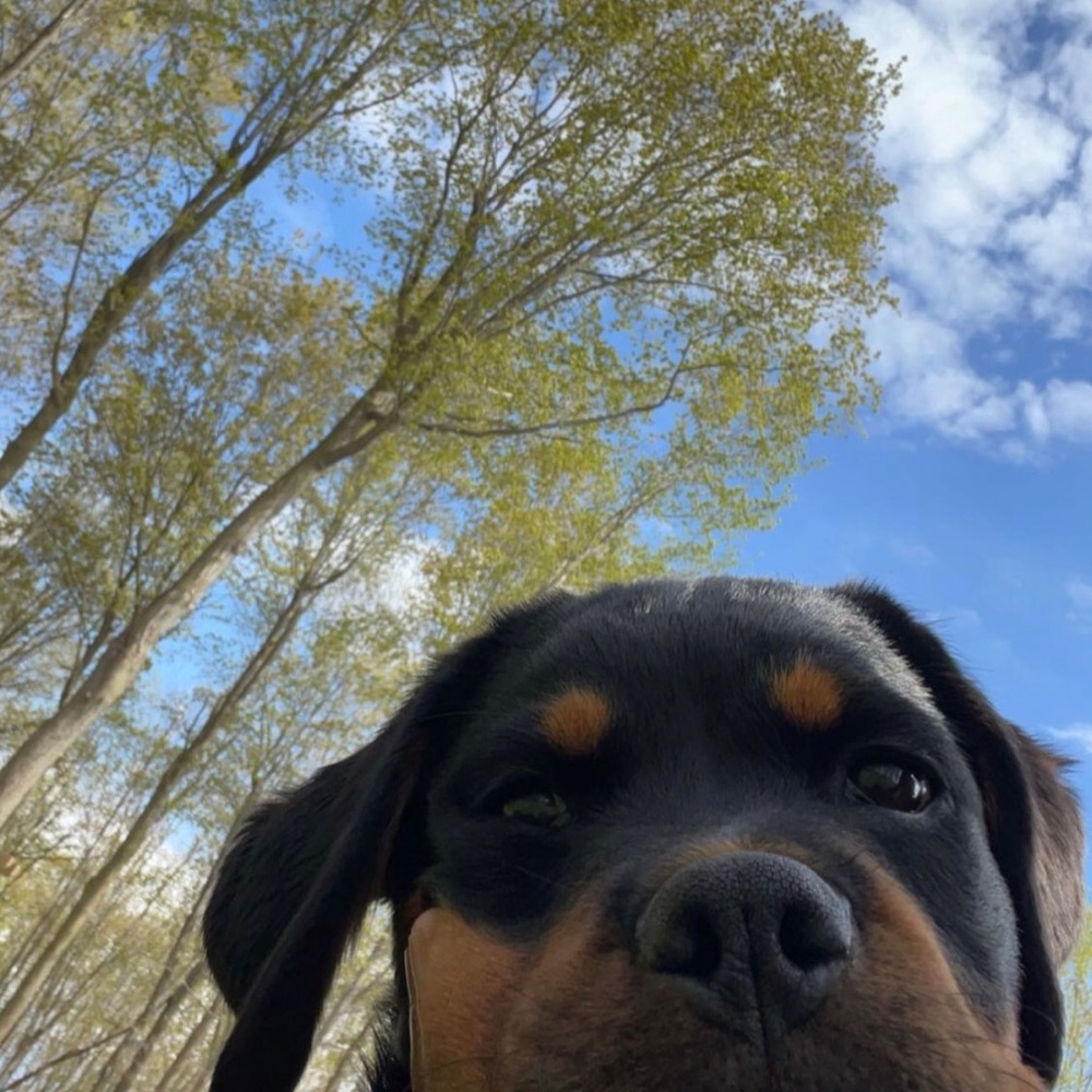 Meet your Posher, Mona